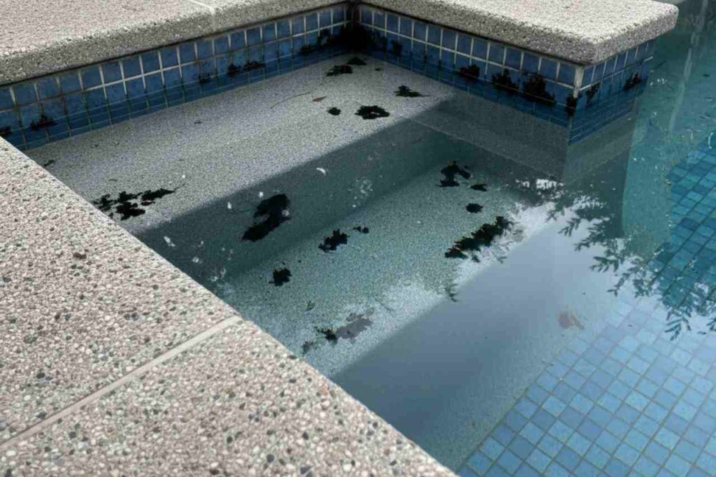 black algae in a plunge pool